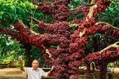 À Dak Lak, des arbres centenaires classés au patrimoine arboré du Vietnam