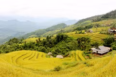 Les rizières en terrasses dans le quartier de Ha Giang, province de Tuyen Quang. Photo : Baotuyenquang. 