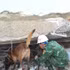 Les chiens de recherche sont déployés en premier pour repérer les zones où pourraient se trouver des victimes. Photo : VNA. 