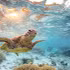 Le programme de protection des populations de tortues menacées du Vietnam et de leurs habitats est développé de manière durable, contribuant à la préservation de la biodiversité du pays. Photo : nhandan.vn