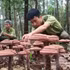 Modèle expérimental de culture de ganoderma sous couvert forestier au sein du Comité de gestion des forêts de protection de Xuan Loc. Photo : nhandan.vn