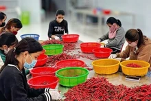 Lors du deuxième trimestre 2025, le nombre de travailleurs occupés augmente de manière considérable. Photo : NDEL.