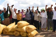 Le projet de coopération Vietnam – Cuba dans le développement de la production de riz pendant la période 2019 – 2023 a permis à Cuba de renforcer son autonomie dans la production de riz.