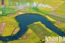 Saison du riz mûr dans la vallée de Bac Son, province de Lang Son. Photo : NDEL