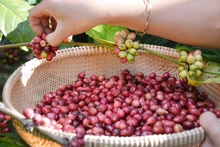 Des cerises de café récoltées dans la province de Dak Lak (hauts plateaux du Centre). 