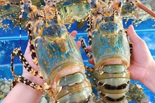 Les exportations de homard du Vietnam entrent dans une période de forte accélération en cette fin d'année. Photo : congthuong.vn