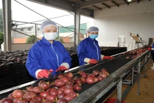 Le fruit de la passion est l'un des produits phares du Vietnam exportés vers l'UE. Photo : NDEL