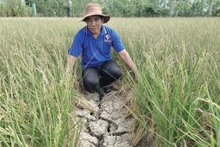 La sécheresse et la salinité s’intensifient dans le Delta du Mékong (Vietnam). Photo : VNA