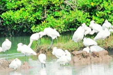 Le parc national de Xuan Thuy est surnommé la "gare internationale des oiseaux". Photo : NDEL