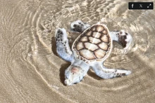 Une tortue de mer albinos. Photo : Six Senses Con Dao