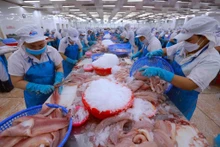 Traitement de poisson tra pour l'exportation. Photo : VNA