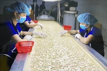 Transformation de noix de cajou pour l'exportation. Photo : congthuong.vn