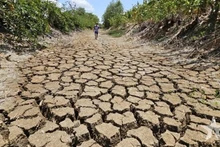 Un canal à Long An (Sud) à sec en raison d'une sécheresse prolongée et de la salinité en 2024. Photo : qdnd.vn
