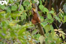 Un écureuil vit paisiblement dans son environnement naturel à Kon Ka Kinh. Photo: VOV