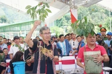 Le ginseng Ngoc Linh est reconnu comme le « Trésor national ». Photo: NDEL
