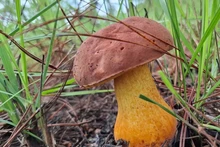 En général, les champignons se développent fortement après 2 à 3 jours de pluie consécutifs, et chaque type de champignon est réparti sur des terrains différents. Photo: NDEL