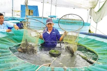 Le modèle de culture hydroponique de légumes combiné à l'élevage biologique de poissons chez Dong Thap AQUA Agricultural Products Co., Ltd., commune de Lap Vo, province de Dong Thap. Photo: NDEL