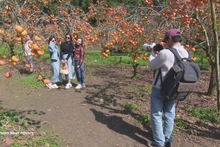 Des touristes à Môc Châu. Photo: VNA