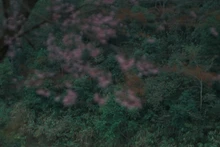 Les cerisiers du village de Pha Noi, commune de Muong Tip, zone frontalière de la province de Nghệ An, sont en pleine floraison. Photo : Le Ha