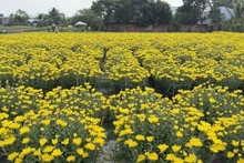 À l'approche des festivités, de nombreuses variétés de fleurs du village de Pho Tho - Ba Bo commencent déjà à arborer leurs couleurs les plus éclatantes. Photo: VOV