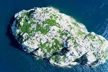 Hon Trung, qui fait partie du Parc national de Con Dao, détient le record du site d'oiseaux marins avec la plus haute densité de reproduction au Vietnam, enregistrant 4,88 œufs par mètre carré. L'Organisation des Records du Vietnam (VietKings) a remis le certificat de record à l'Administration du Parc national de Con Dao le 28 novembre 2024. Photo: NDEL