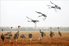 Autrefois, le parc national de Tràm Chim attirait de nombreuses grues à couronne rouge. Photo : VNA
