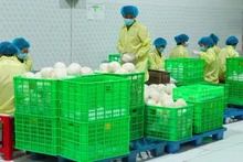 Conditionnement de noix de coco destinées à l'exportation dans une entreprise de la province de Vinh Long. Photo : https://nhandan.vn/