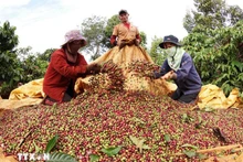 Récolte du café dans la province de Gia Lai. Photo: VNA