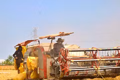 La production agricole figure parmi les principaux secteurs émetteurs de gaz à effet de serre. Photo : VNA. 