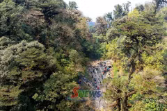 La forêt à usage spécial de Ta Xua se distingue par une biodiversité remarquable. Photo : baosonla.vn 