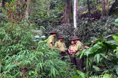 Des gardes forestiers patrouillent dans la forêt à Tuyen Quang. Photo : VNA