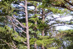 Le parc national de Bach Ma abrite de nombreux pins centenaires. Photo : VNA. 