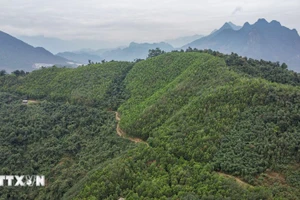 Le Vietnam recevra 5 millions de dollars entre septembre et octobre, provenant du transfert supplémentaire d'un million de tonnes de CO2 à la Banque mondiale. Photo : VNA.