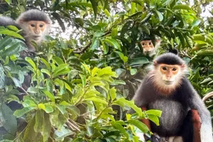 Un groupe de doucs à pattes rousses dans les arbres de la péninsule de Son Tra (Da Nang), également surnommée la « Montagne des singes ». Photo : John Hamilton.
