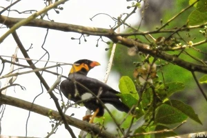 L’un des rares yểng (Gracula religiosa) capturé par un piège photographique dans la réserve naturelle de Dakrông. Photo : VNA