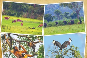 Animaux dans le Parc national de Cat Tien. Photo : VNA.