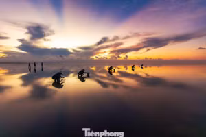 Au début de l'été, la plage de Thuy Xuan (commune de Thuy Xuan, anciennement relevant du district de Thai Thuy, province de Thai Binh, aujourd'hui rattachée à la province de Hung Yen) attire de nombreux touristes et photographes venus admirer ce phénomène naturel exceptionnel, comparable à une « mer infinie ». Photo : tienphong.vn