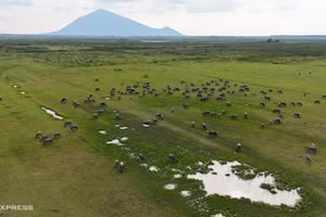 Depuis plusieurs dizaines d’années, les habitants exploitent les plus de 600 hectares de prairies du réservoir de Dau Tieng, dans la commune de Dương Minh Chau, pour y faire paître leurs buffles. Au plus fort de la saison, les troupeaux peuvent compter jusqu’à 400 ou 500 bêtes. Étant le plus grand ouvrage hydraulique artificiel du pays, le réservoir connaît toutefois une baisse importante de son niveau d’eau pendant la saison sèche. À une dizaine de kilomètres se trouve le mont Ba Den, le plus haut sommet du Sud du Vietnam (986 m). Photo : vnexpress.net