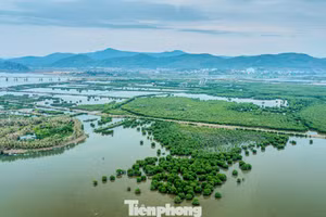 Cette forêt de mangroves s’étend sur plusieurs centaines d’hectares dans le quartier de Tuan Chau (anciennement Dai Yen, ville de Ha Long), dans la province de Quang Ninh. Photo : tienphong.vn