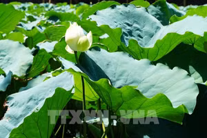 Le lotus blanc en fleur sur le lac Tinh Tam, au cœur de la Cité impériale de Hue. Photo : VNA.