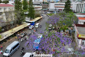 D'après les observations, le long de rues telles que Tran Phu, Pasteur, Quang Trung, autour du lac Xuan Huong et rue Ba Thang Tu (dans les quartiers de Xuan Huong et Lam Vien à Da Lat, province de Lam Dong), des grappes de fleurs de jacaranda d'un violet éclatant commencent à s'ouvrir. Photo : tienphong.vn