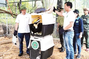 Le comité de gestion du parc national de Phong Nha-Ke Bang a relâché des calaos, une espèce rare, dans leur habitat naturel après les avoir secourus. Photo : NDEL.