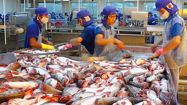 Transformation de pangasius pour l'exportation. Photo: congthuong.vn