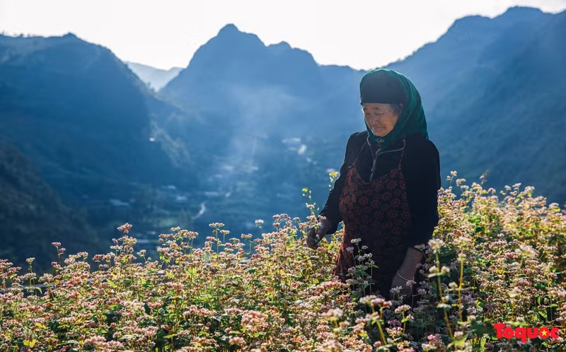 La saison du festival des fleurs de sarrasin est également l'occasion pour les touristes de découvrir la culture locale de la terre de Ha Giang.
