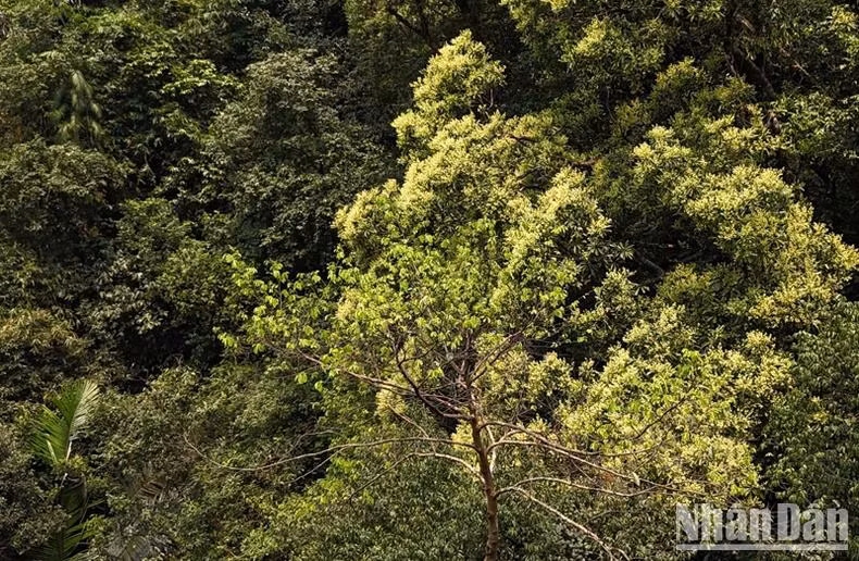 Située dans la zone des forêts primaires de Quang Tri, la forêt d'abricotiers séculaires compte plus de 300 arbres vieux de plusieurs centaines d'années. Photo : NDEL.
