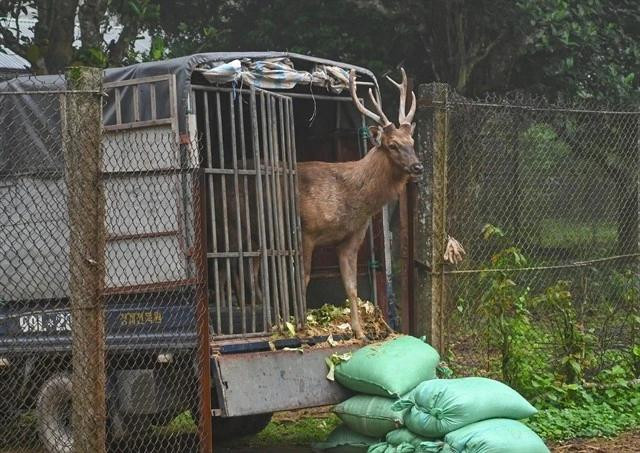 Un cerf sambar parmi les 12 individus qui ont été transportés au parc national de Cuc Phuong, dans le Nord, pour y être soignés et réhabilités. Photo : VNA. 