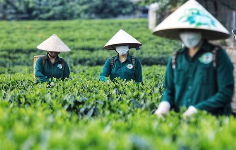 À Thai Nguyen, la province en tête du pays en termes de production et de culture du thé, des modèles de tourisme communautaire ont été mis en place dans les régions de thé connues comme Tan Cuong, La Bang et Khe Coc. À Thai Nguyen, la province en tête du pays en termes de production et de culture du thé, des modèles de tourisme communautaire ont été mis en place dans les régions de thé connues comme Tan Cuong, La Bang et Khe Coc.