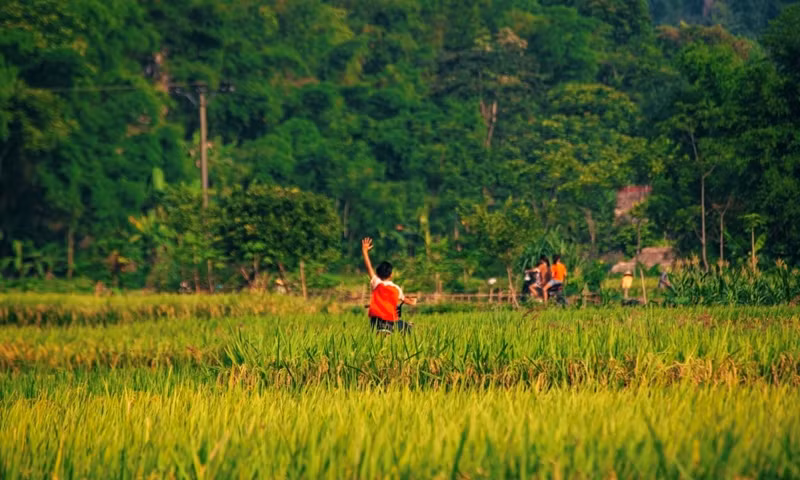 Les enfants jouent dans les champs en respirant le parfum du riz mûr.