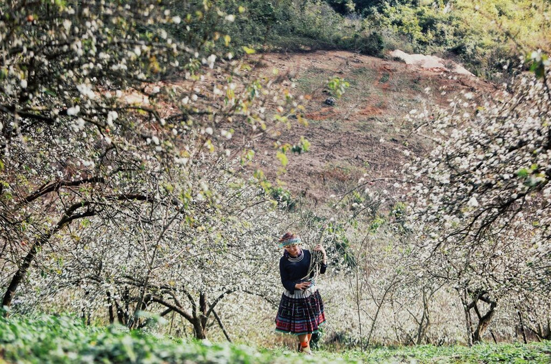 La beauté naturelle du plateau de Môc Châu, dans la province de Son La, attire les visiteurs tout au long des quatre saisons de l'année. Photo : VNA.
