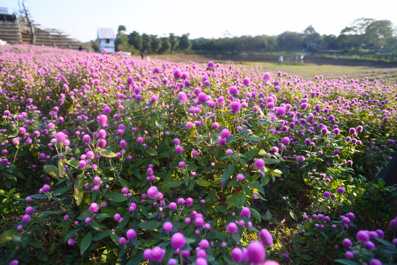 Les amarantines globuleuses commencent à fleurir à la fin du mois de décembre, à l’approche des jours froids de l’hiver dans le Nord, et faneront vers la fin du mois de mars chaque année. On doit profiter de cette saison pour prendre de jolies photos.